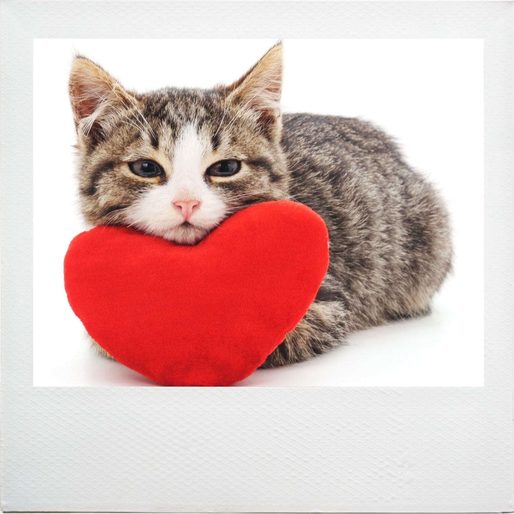 kitten with heart 